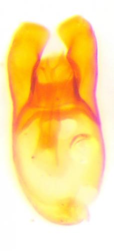 Réf. 215 407 : Bryaxis puncticollis